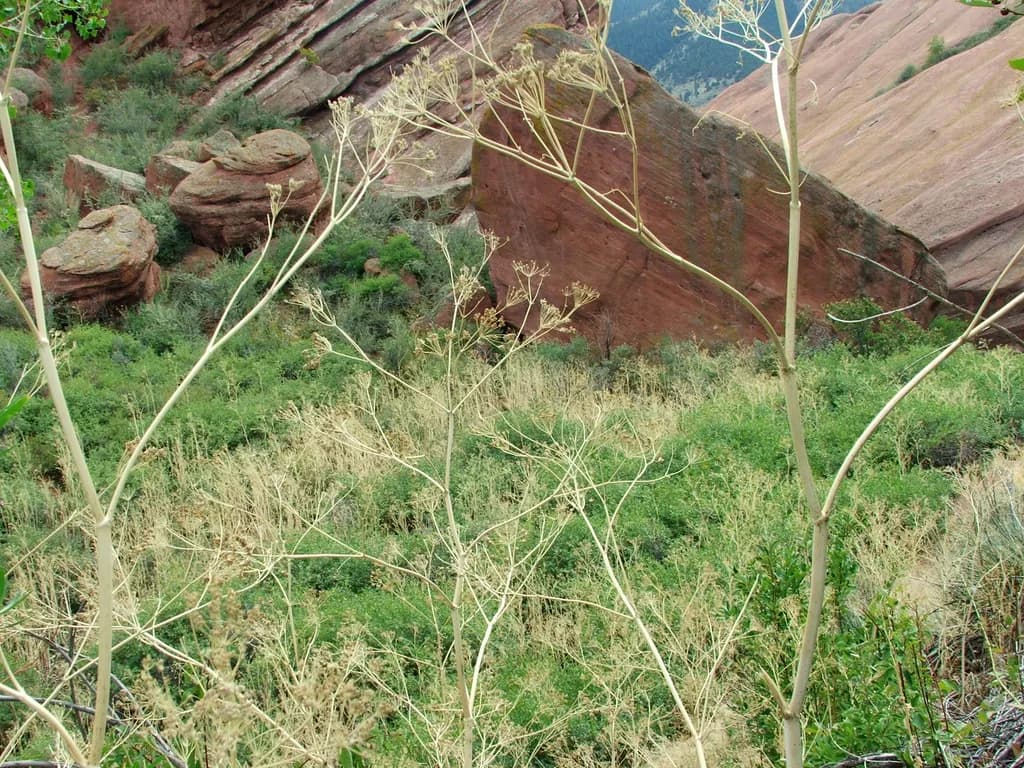 Whispers of Nature: A Serene Landscape of Rocks and Greenery