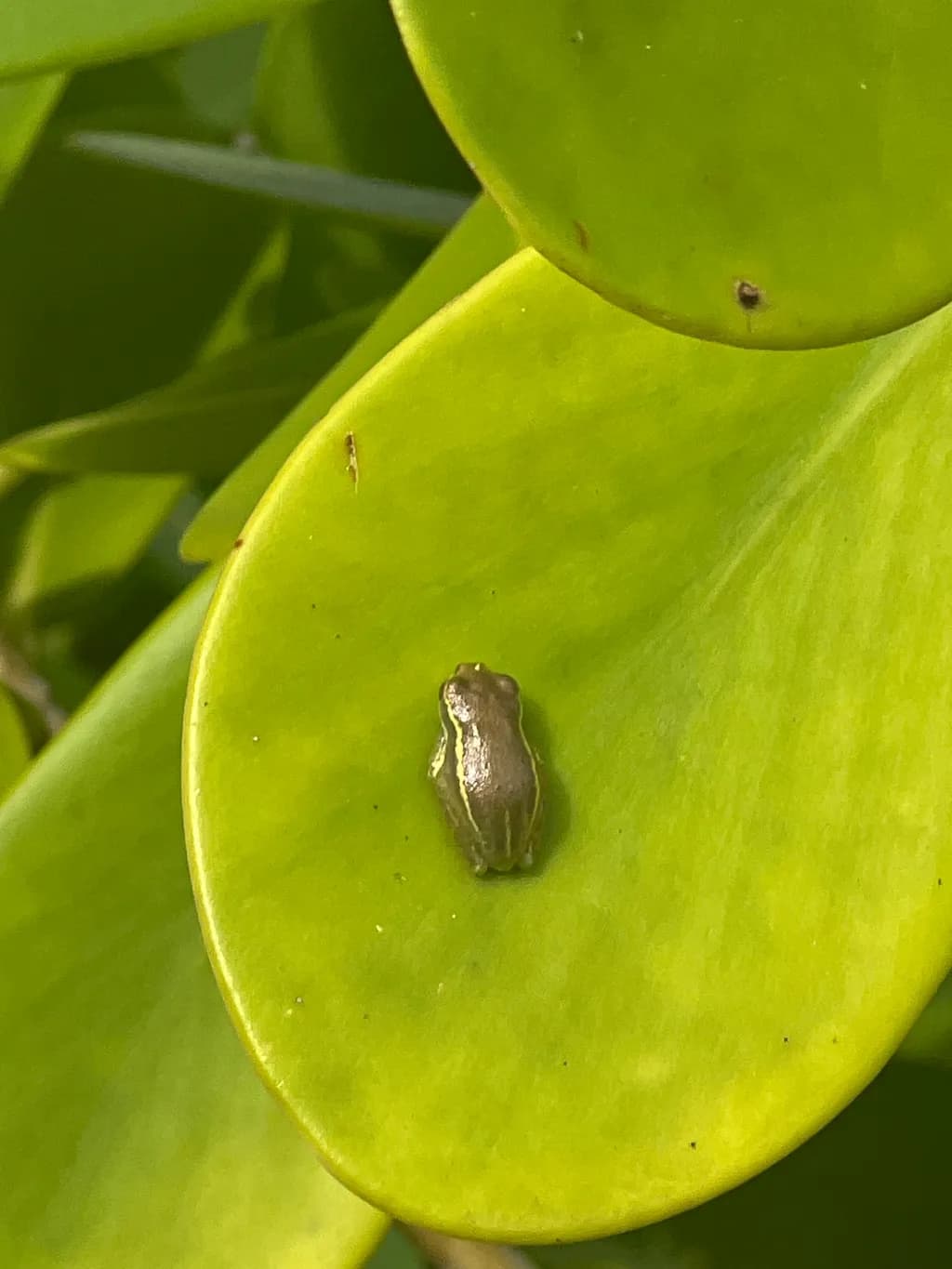 Whispers of Nature: A Tiny Frog on a Leaf's Embrace