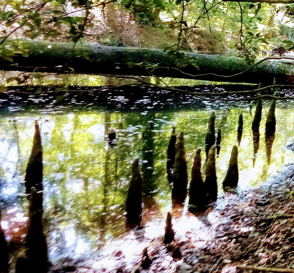 Whispers of the Cypress Knees
