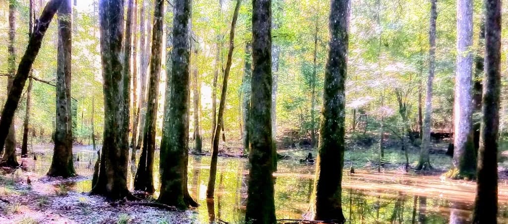 Sunlit Swamp Reflections