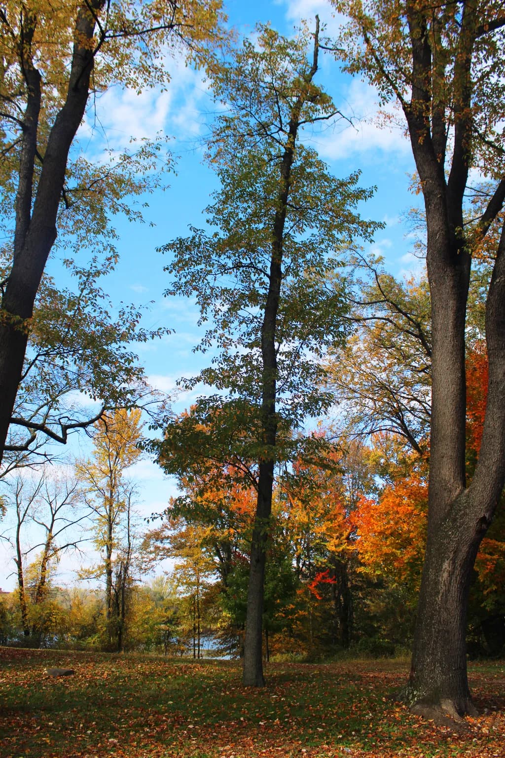 Autumn's Canvas