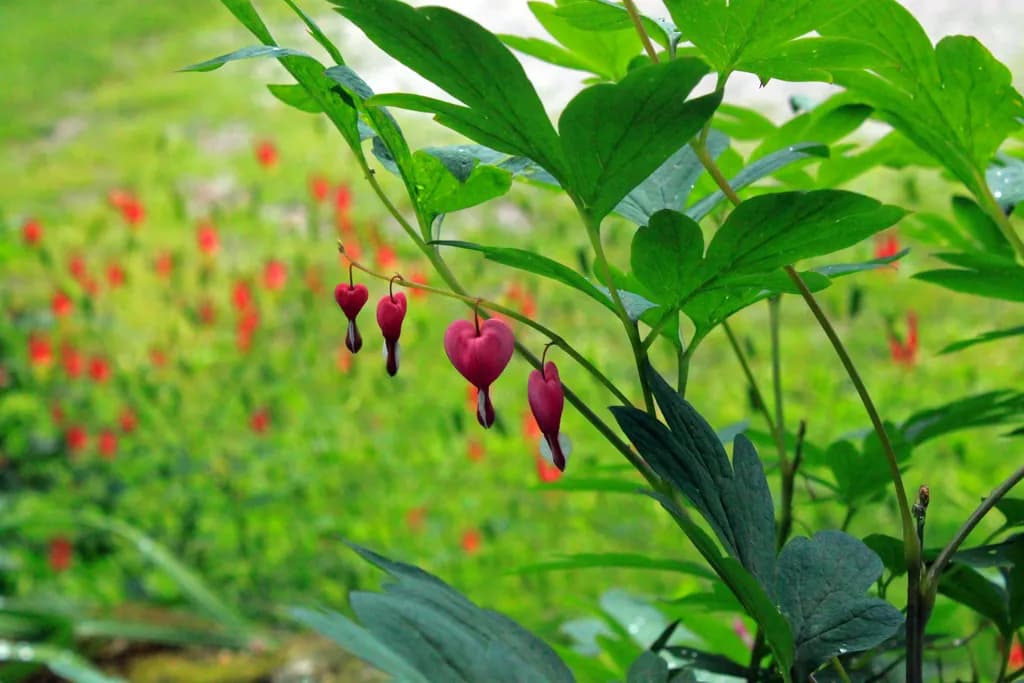 Heartfelt Blooms