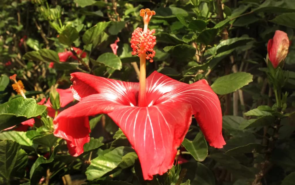 Hibiscus Delight