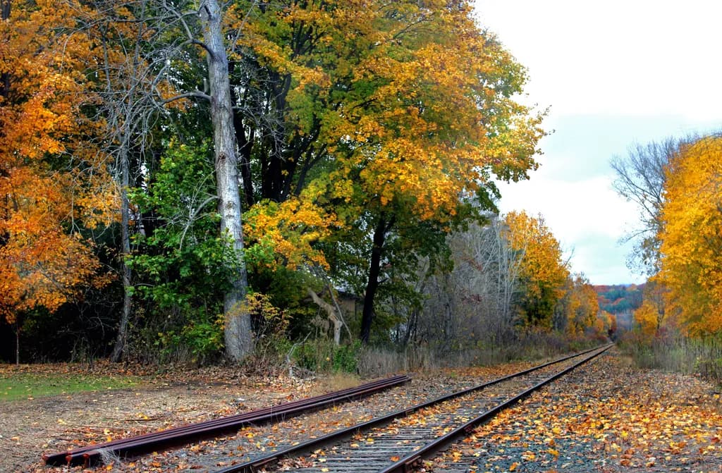 Autumn Tracks