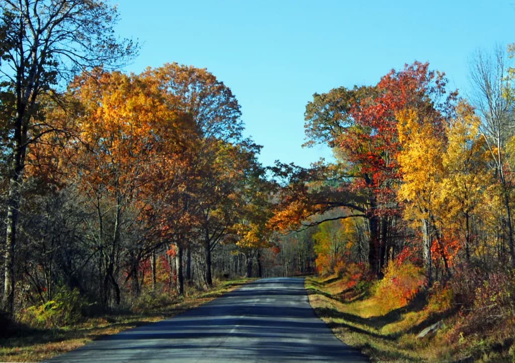 Autumn Avenue