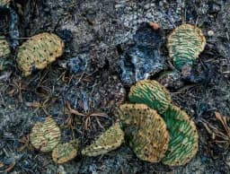 Scorched Prickly Pear Cactus