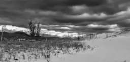 Ghost Forest, Sleeping Bear Point