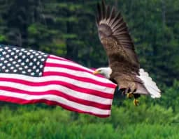 Flag and Eagle Together