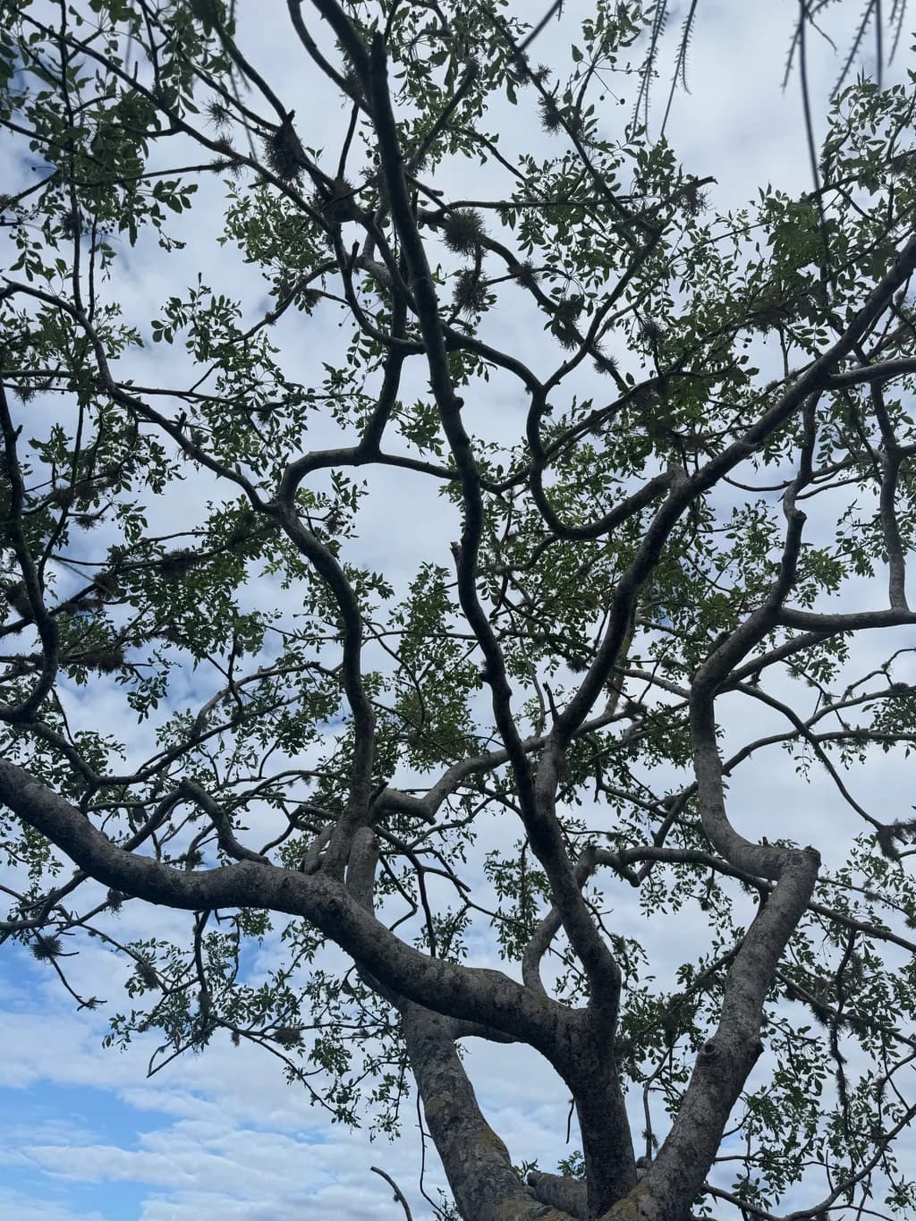 Canopy Geometry