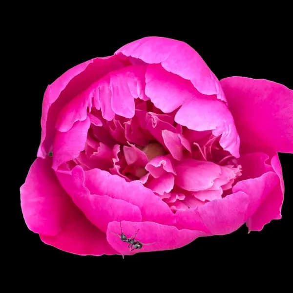 Peony with Ant