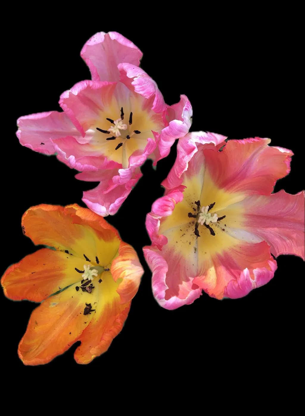 Tulip Trio