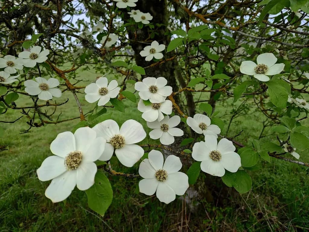 Dogwood Bloom