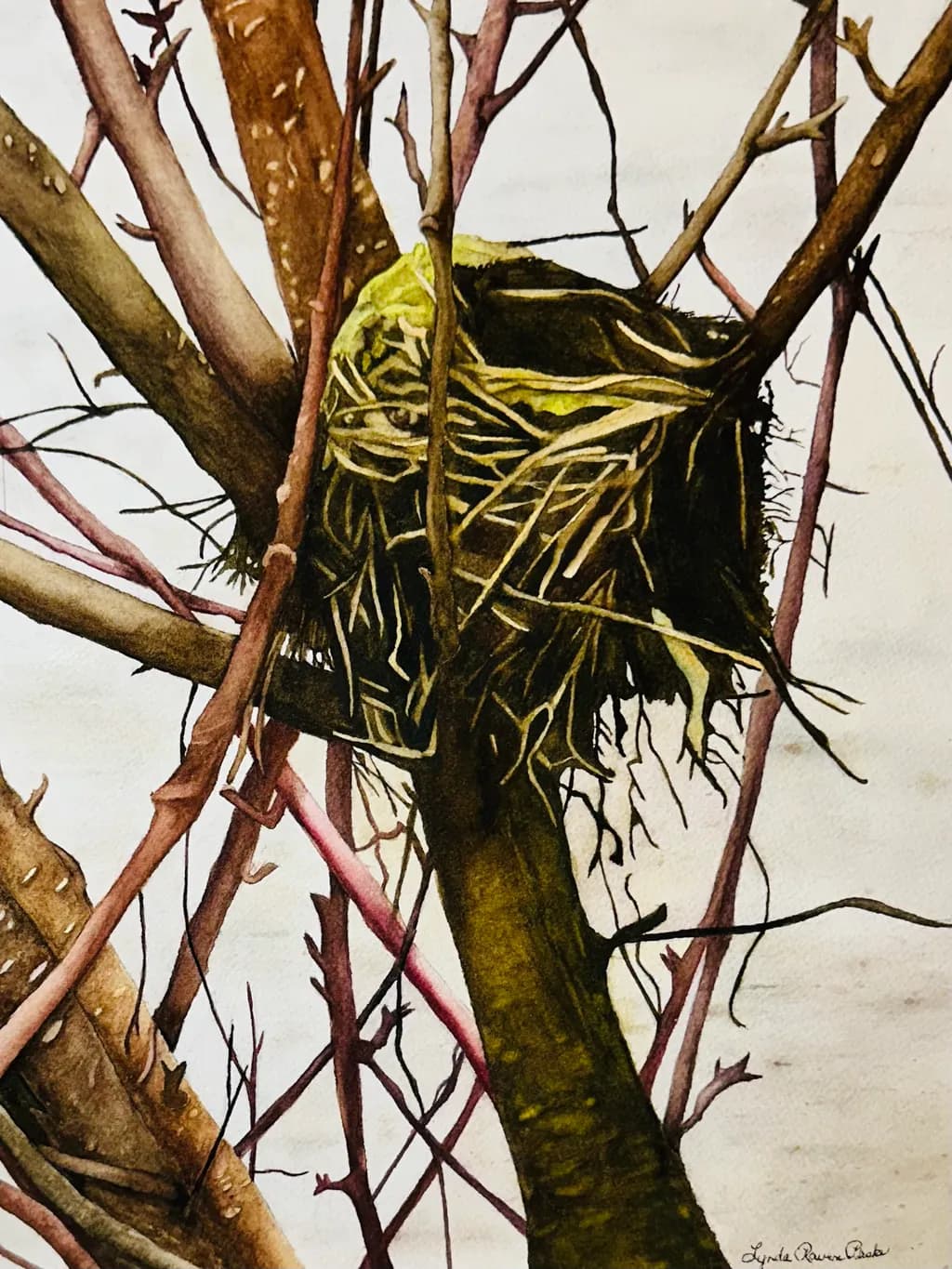 Nest Sanctuary