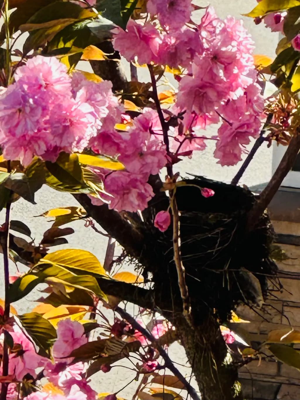 Spring Nesting