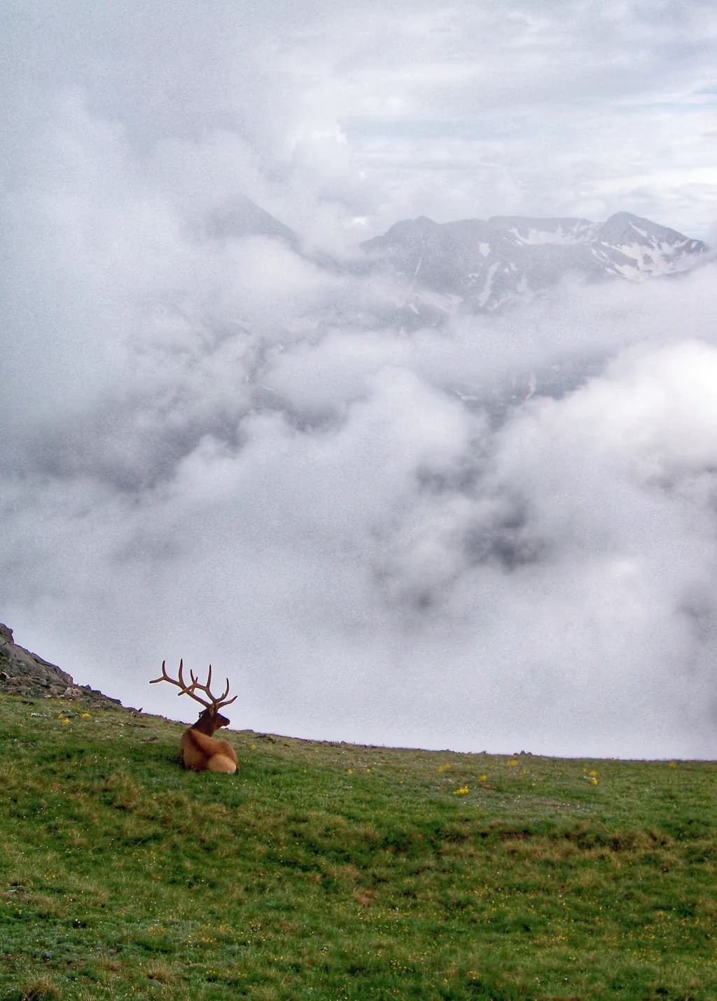 Elk on Mountain Meadow
