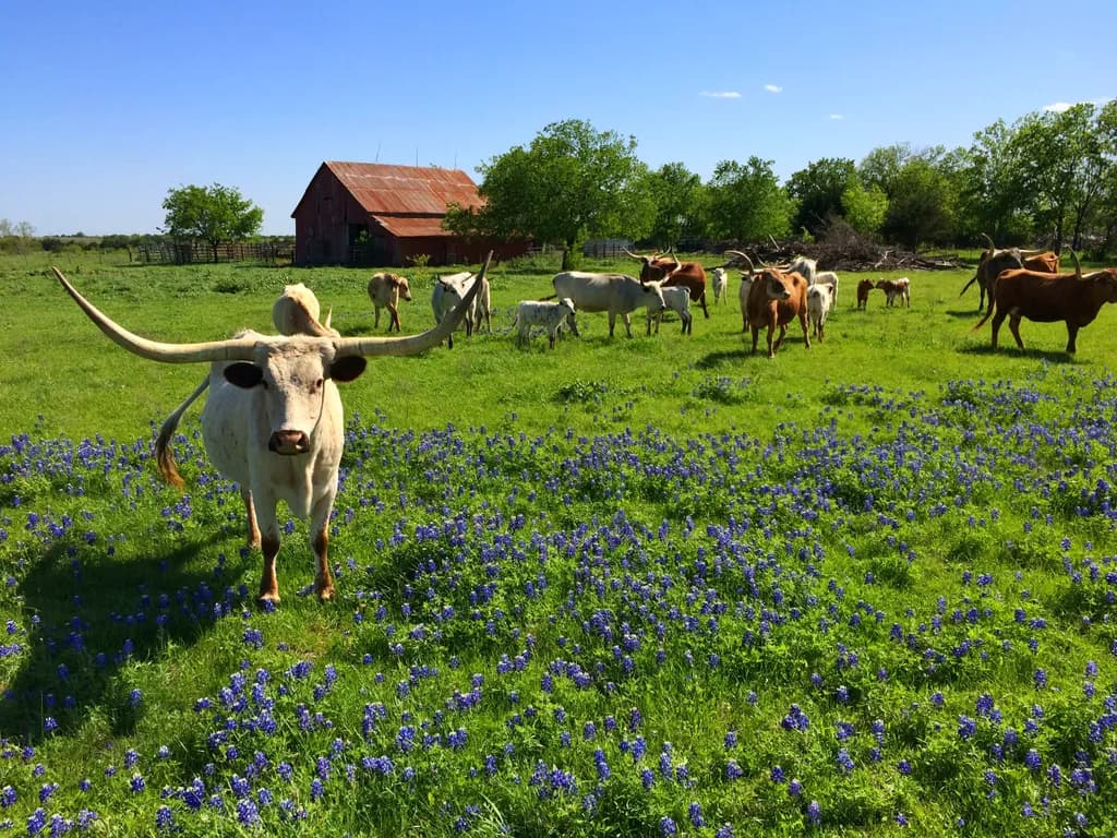 Longhorns in Bluebonnets
