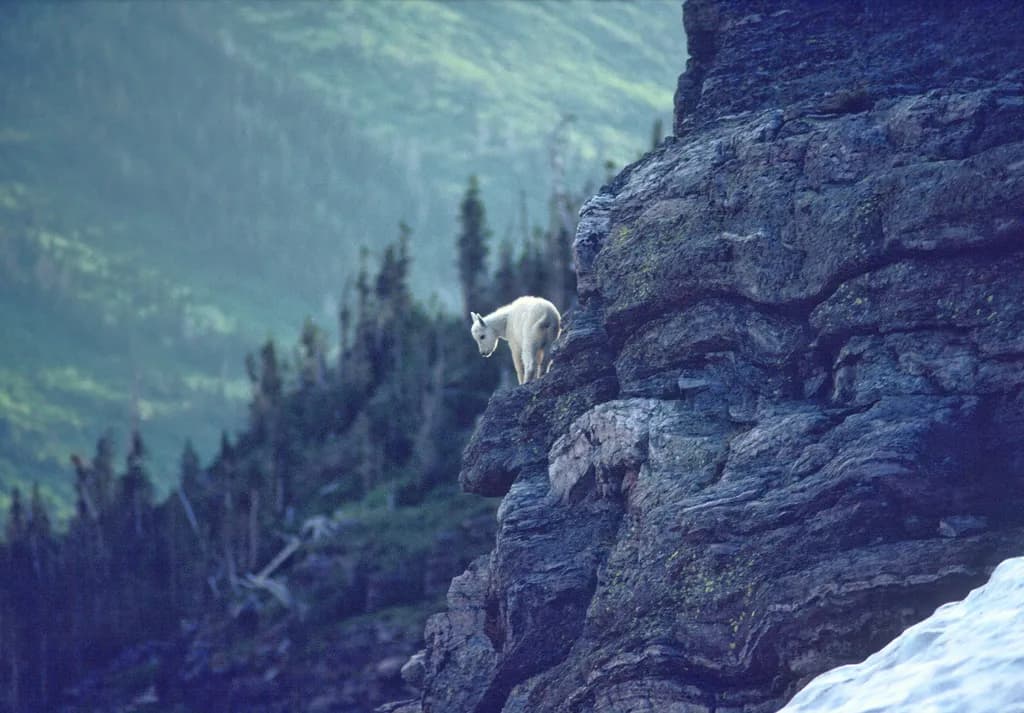 Mountain Goat Cliffside