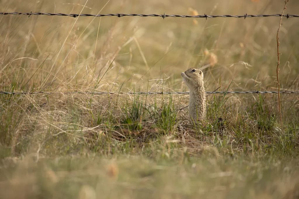 Whiskered Curiosity: A Quiet Moment in the Grasslands