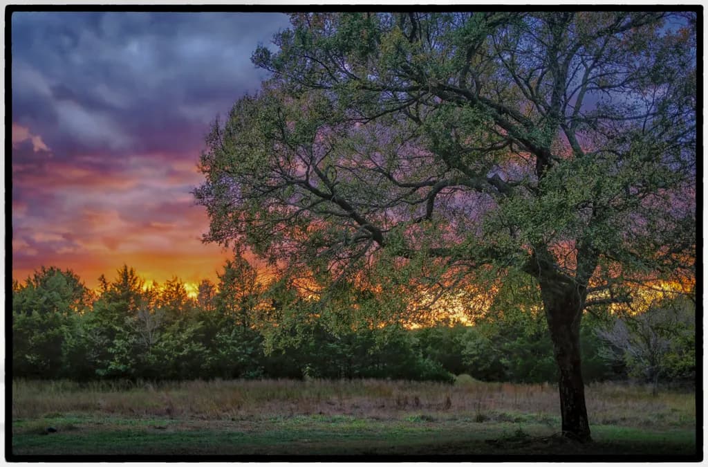 Tree Sunset