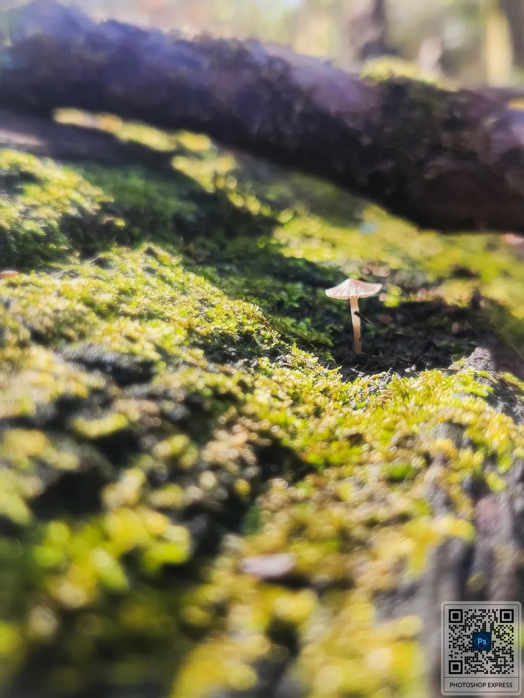 Mossy Haven