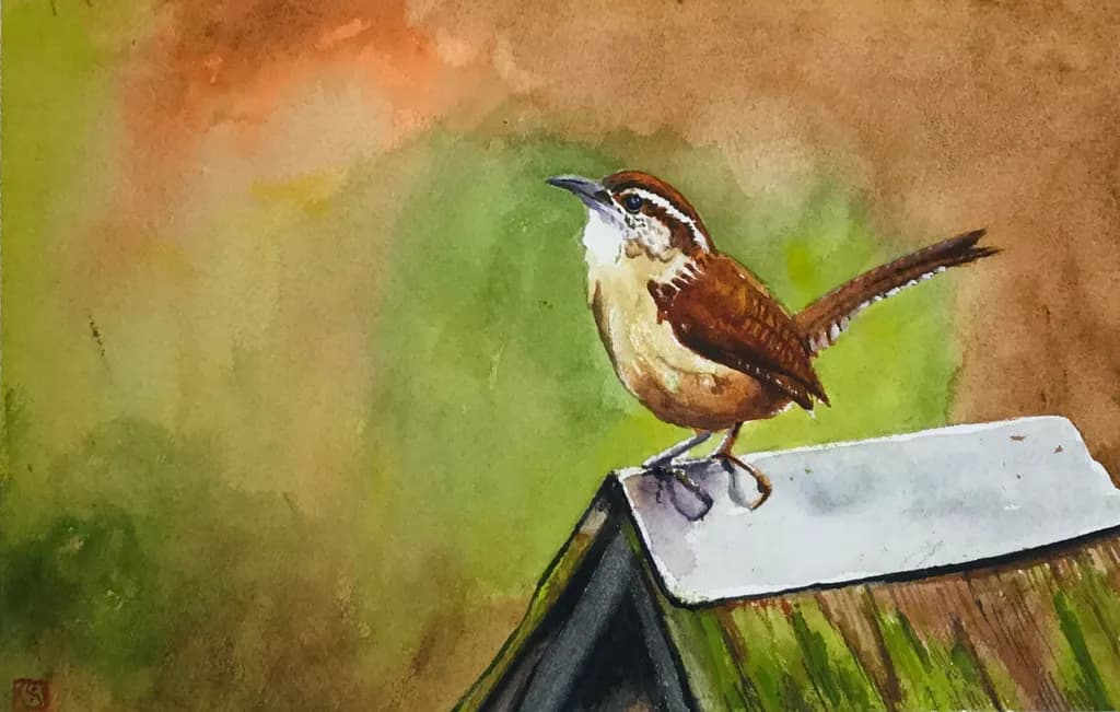Carolina Wren