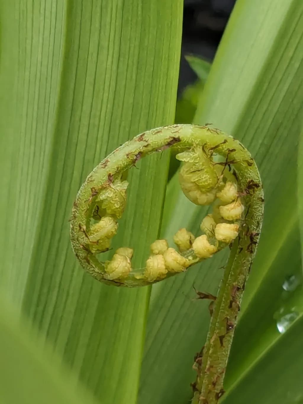 Unfolding Spiral