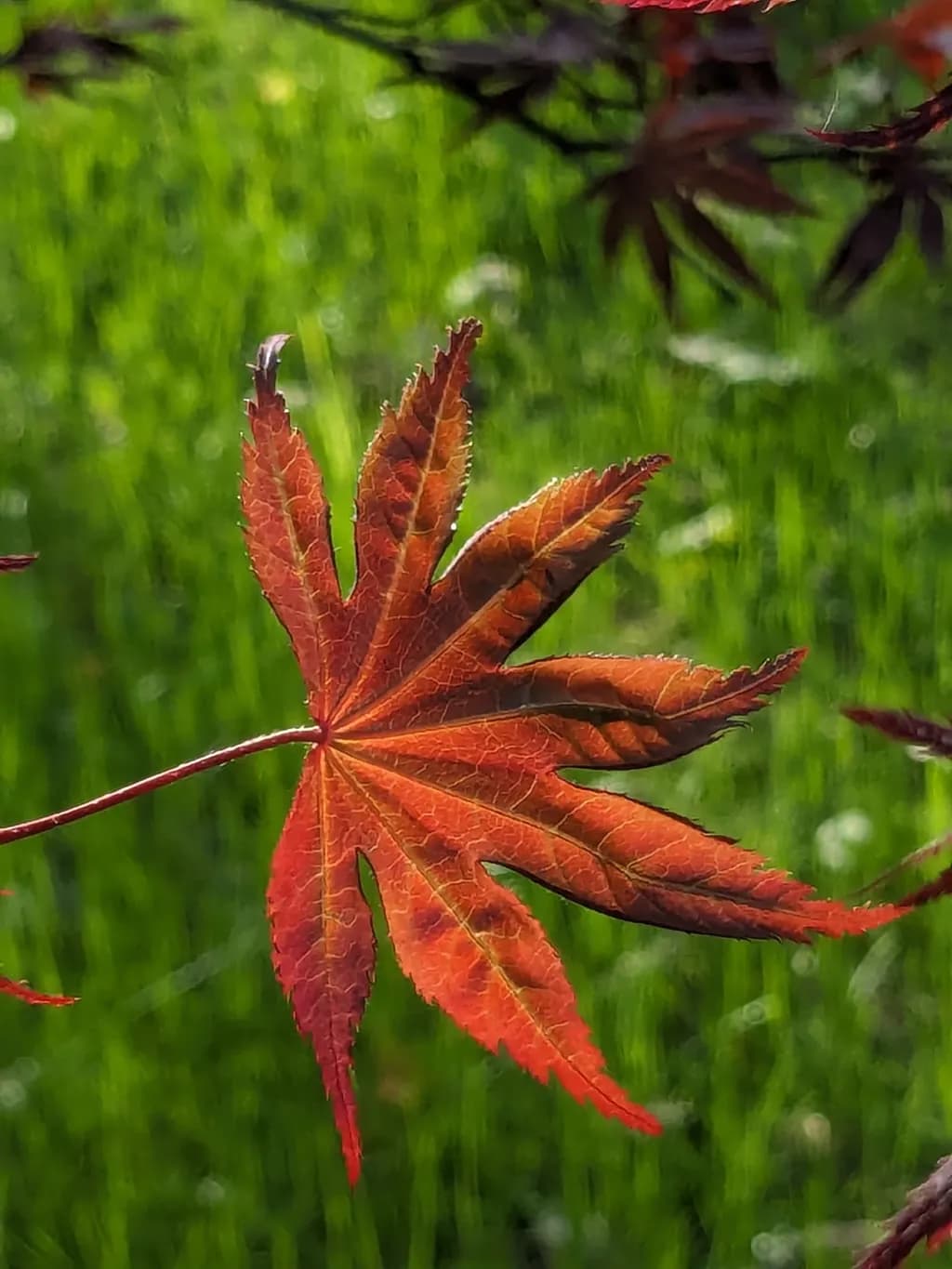 Crimson Edge
