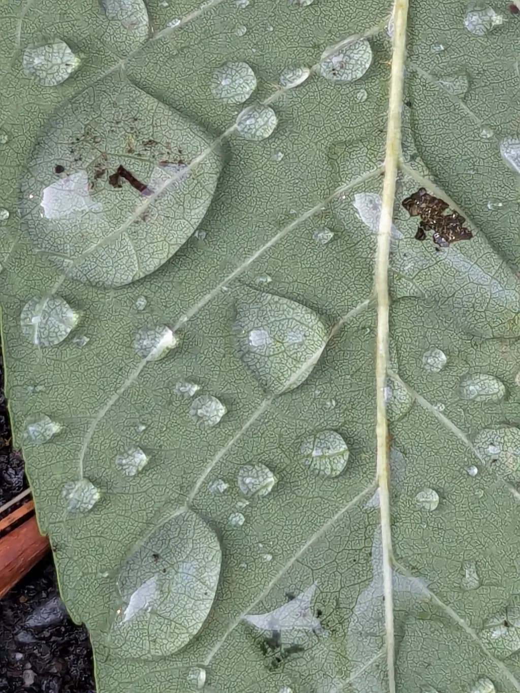 Rain-Kissed Veins