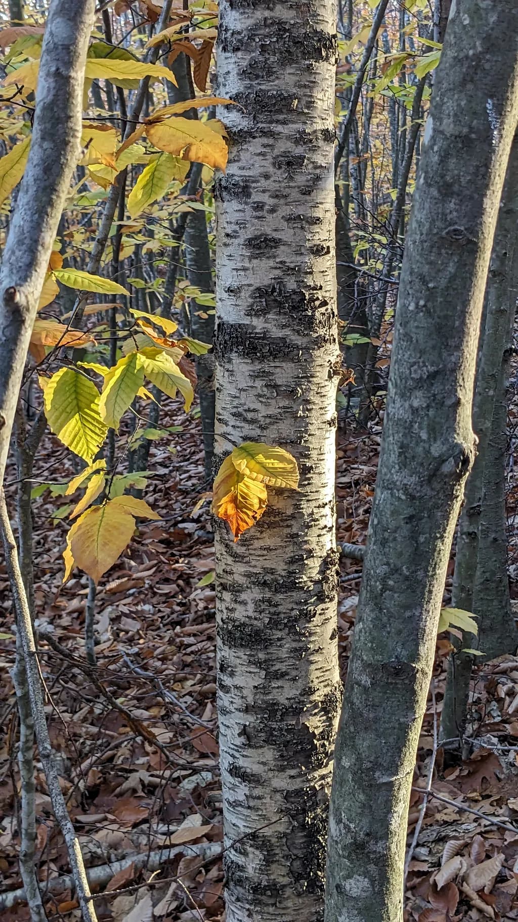 Birch Contrast