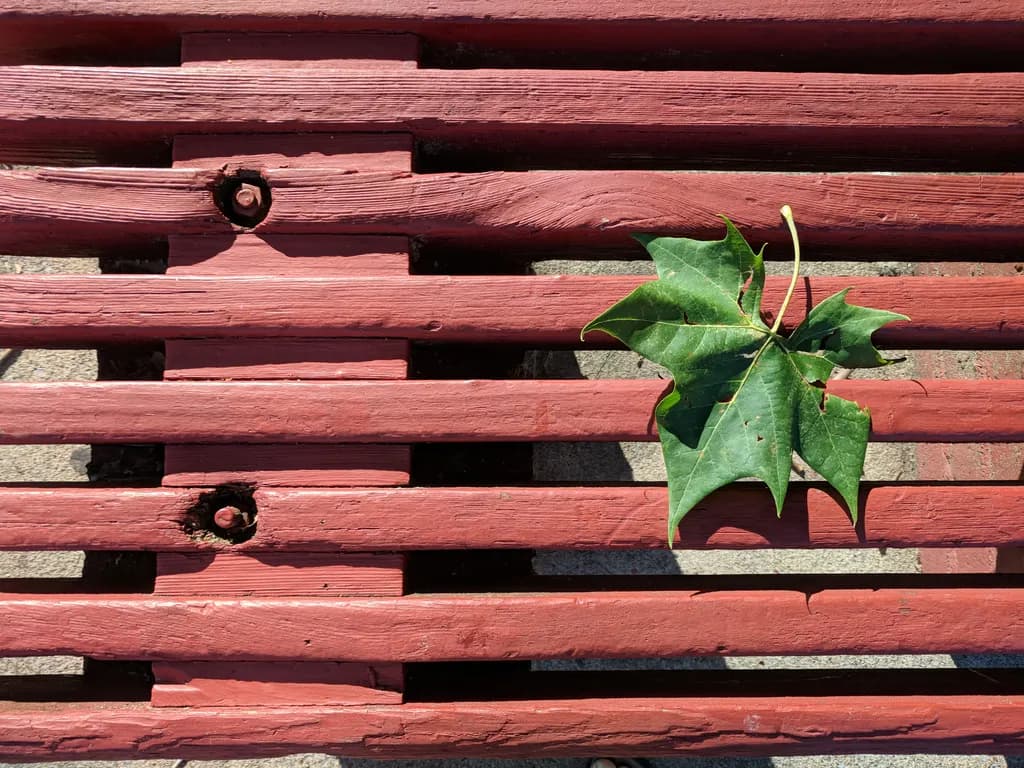 Leaf on Red Slats