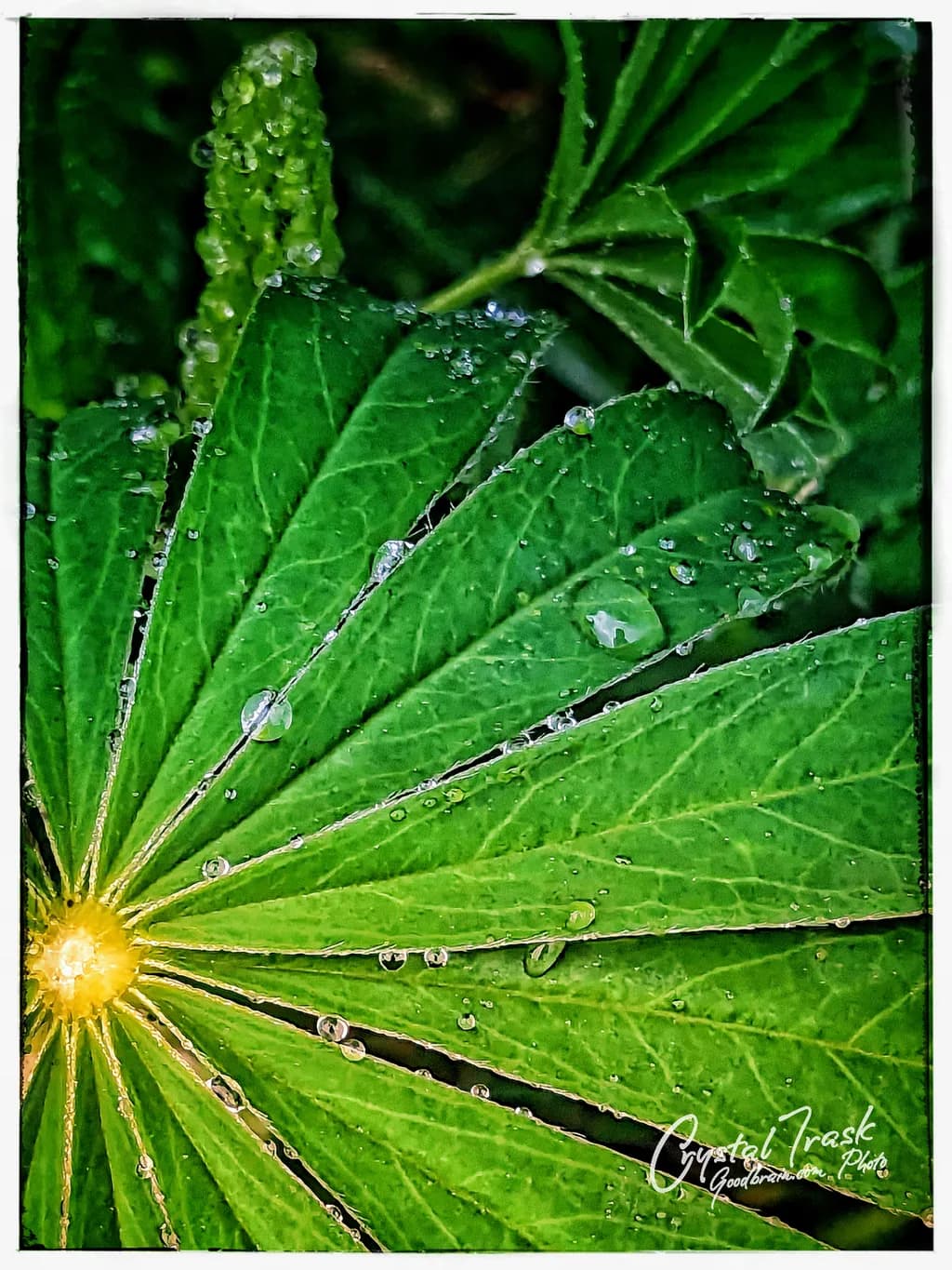 Dewdrop Radiance