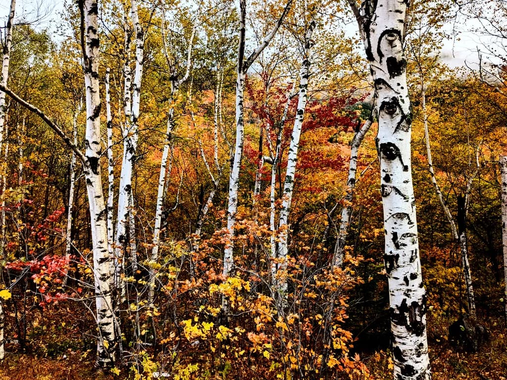 Birch Grove in Autumn