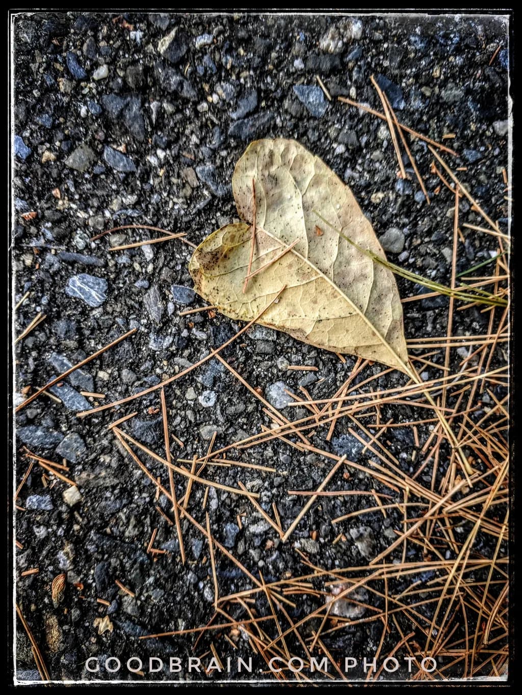 Fallen Heart Leaf