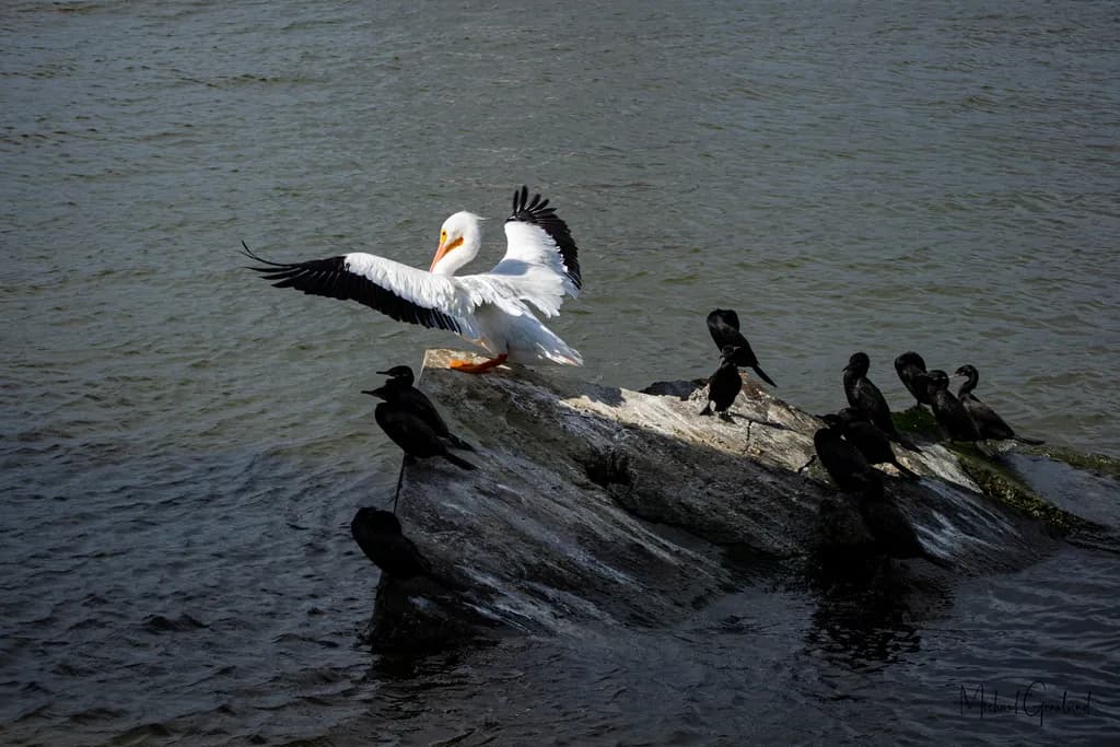 Serenity in Contrast: A Pelican's Grace Amidst the Shadows of Cormorants