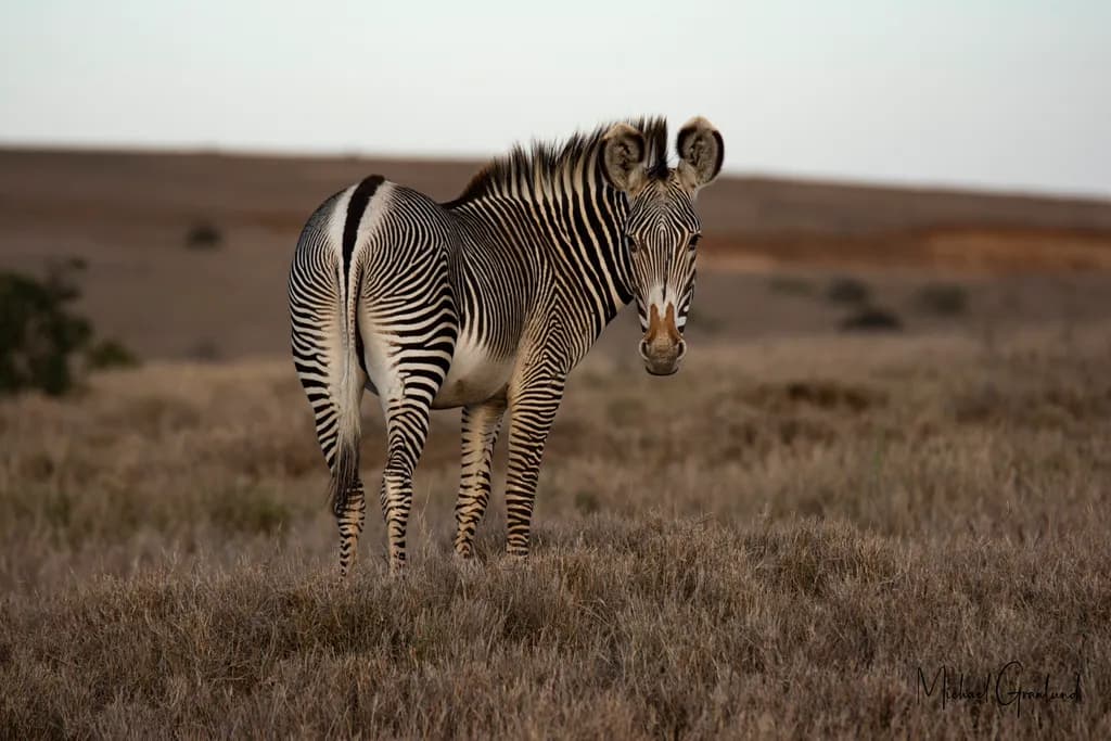 Whispers of the Wild: A Striking Zebra in Golden Grasslands