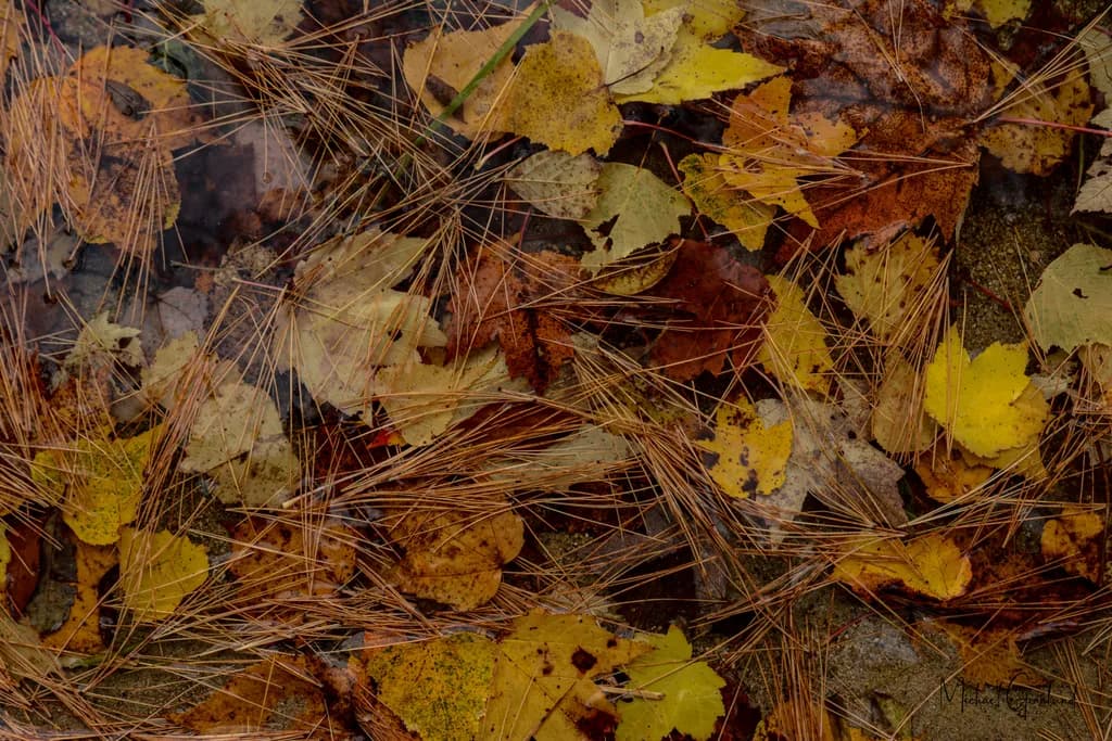 Autumn's Tapestry: A Mosaic of Fallen Leaves and Pine Needles