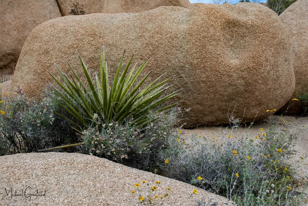 Desert Harmony: The Resilience of Life Amongst Ancient Stones