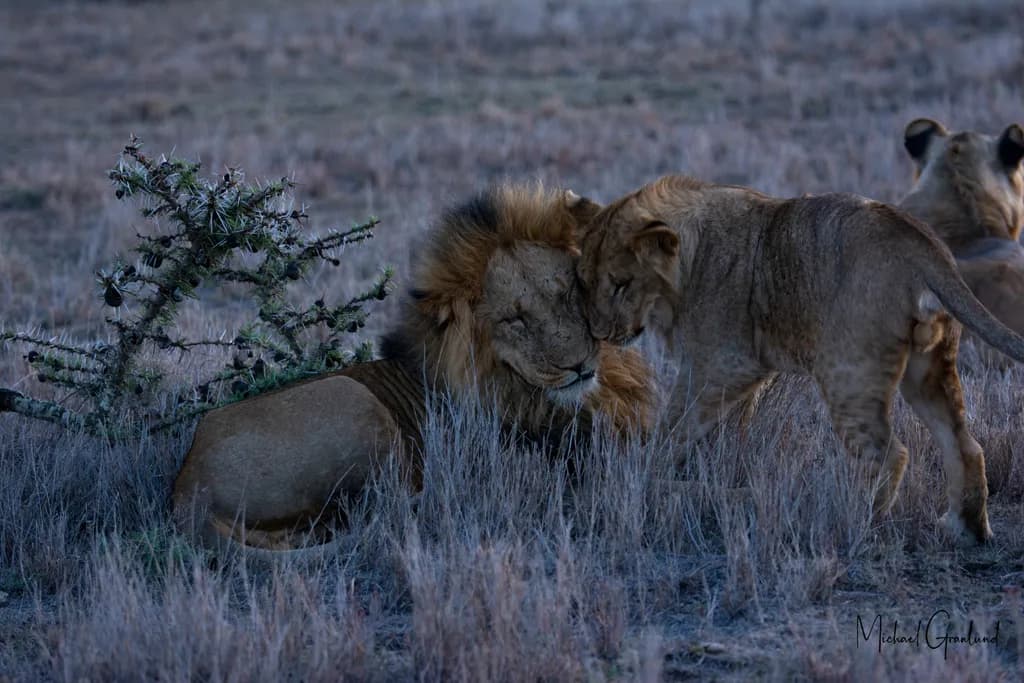 Majestic Bonds: A Lion's Tender Moment with Its Cub in the Wild