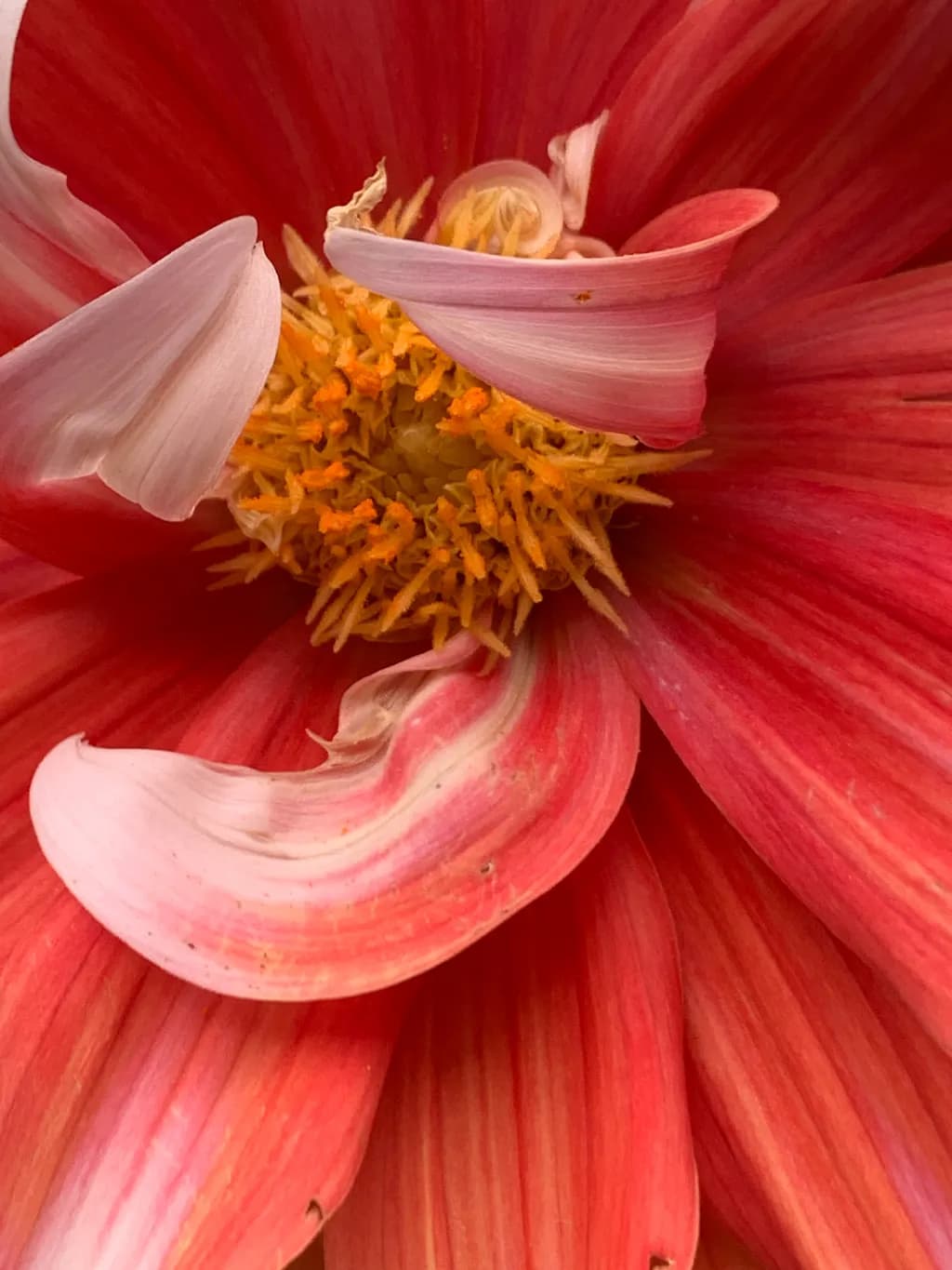 Crimson Bloom