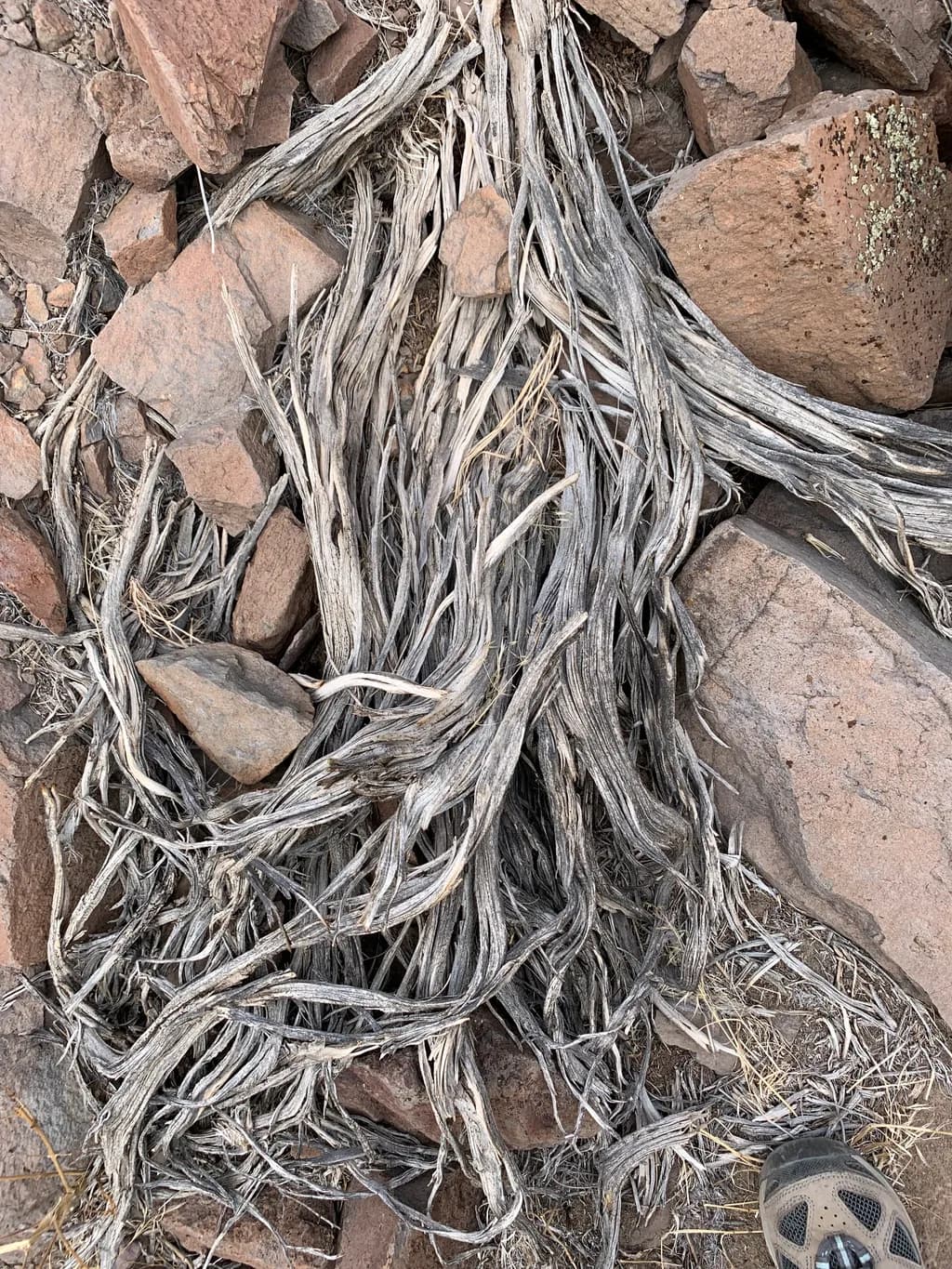 Roots and Rocks