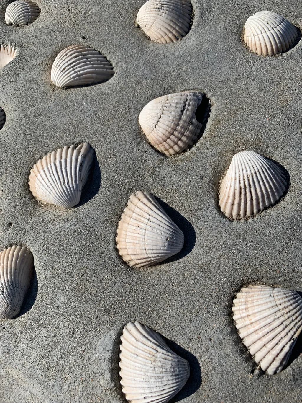 Seashell Serenity