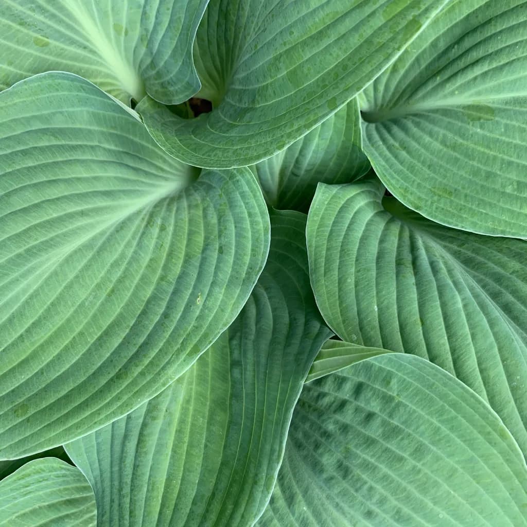 Hosta Elegance