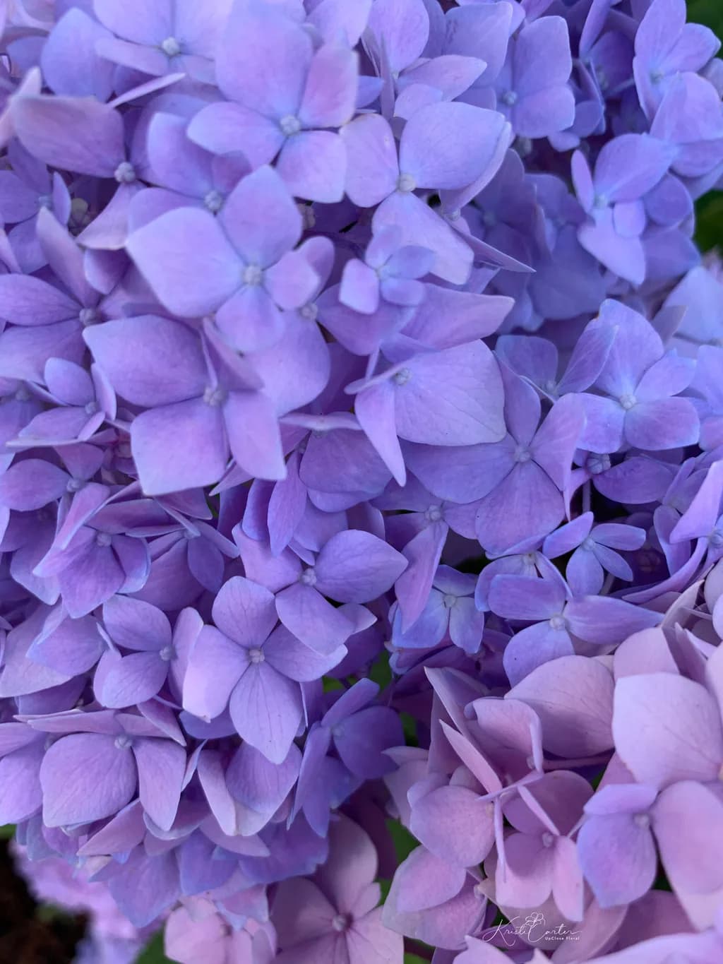 Hydrangea Blue