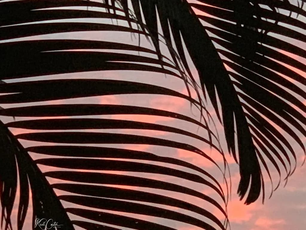 Palm Silhouette