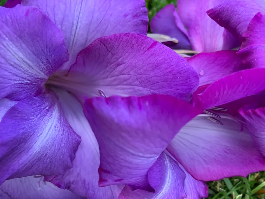 Gladiolus Elegance