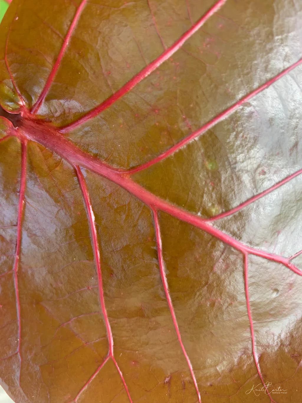 Seagrape Leaf