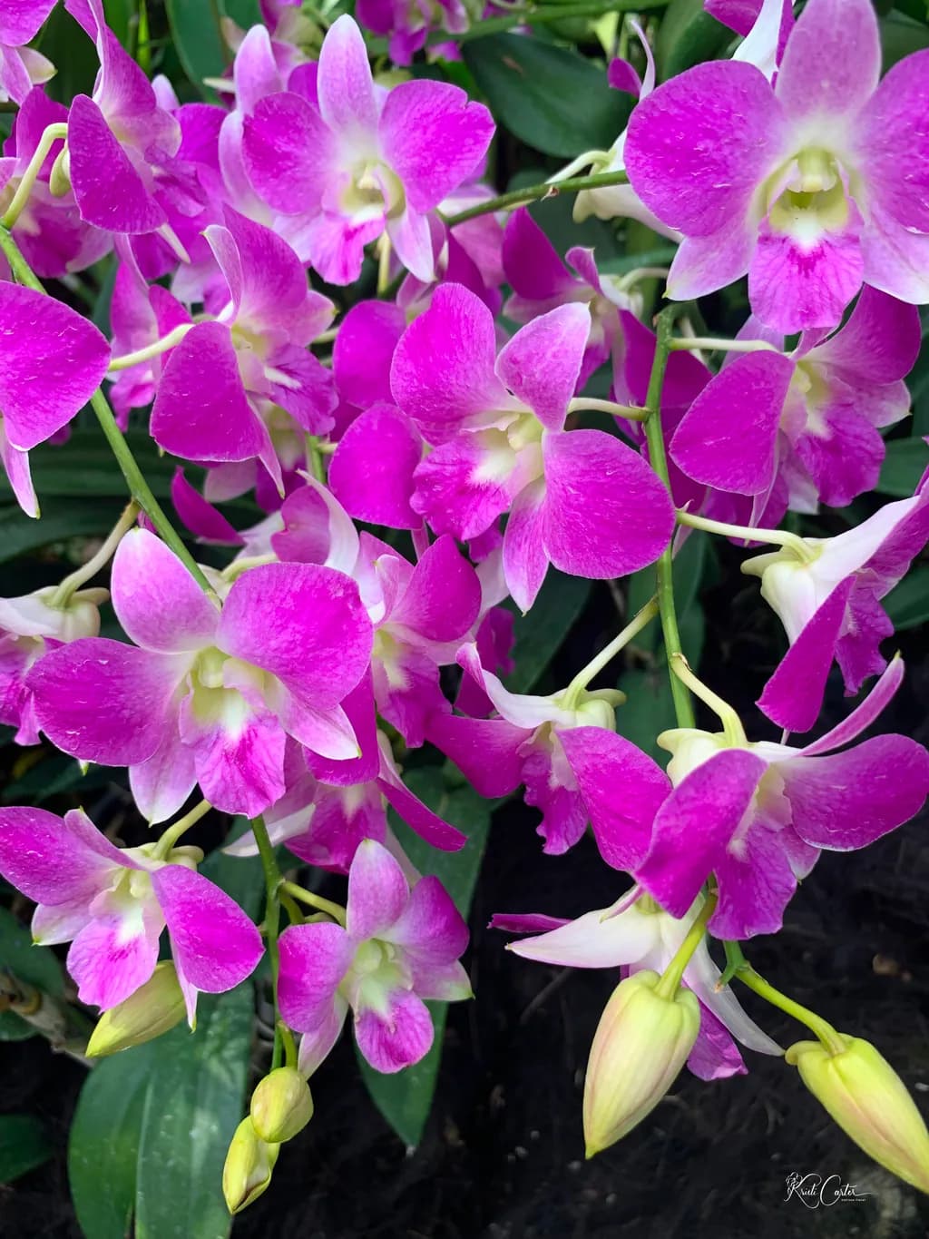 Dendrobium Blossoms