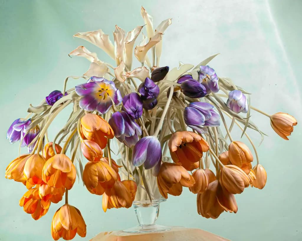 Wilting Beauty