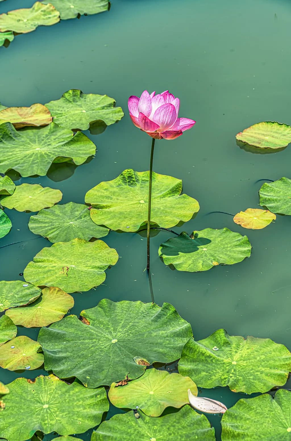 Standing Lotus