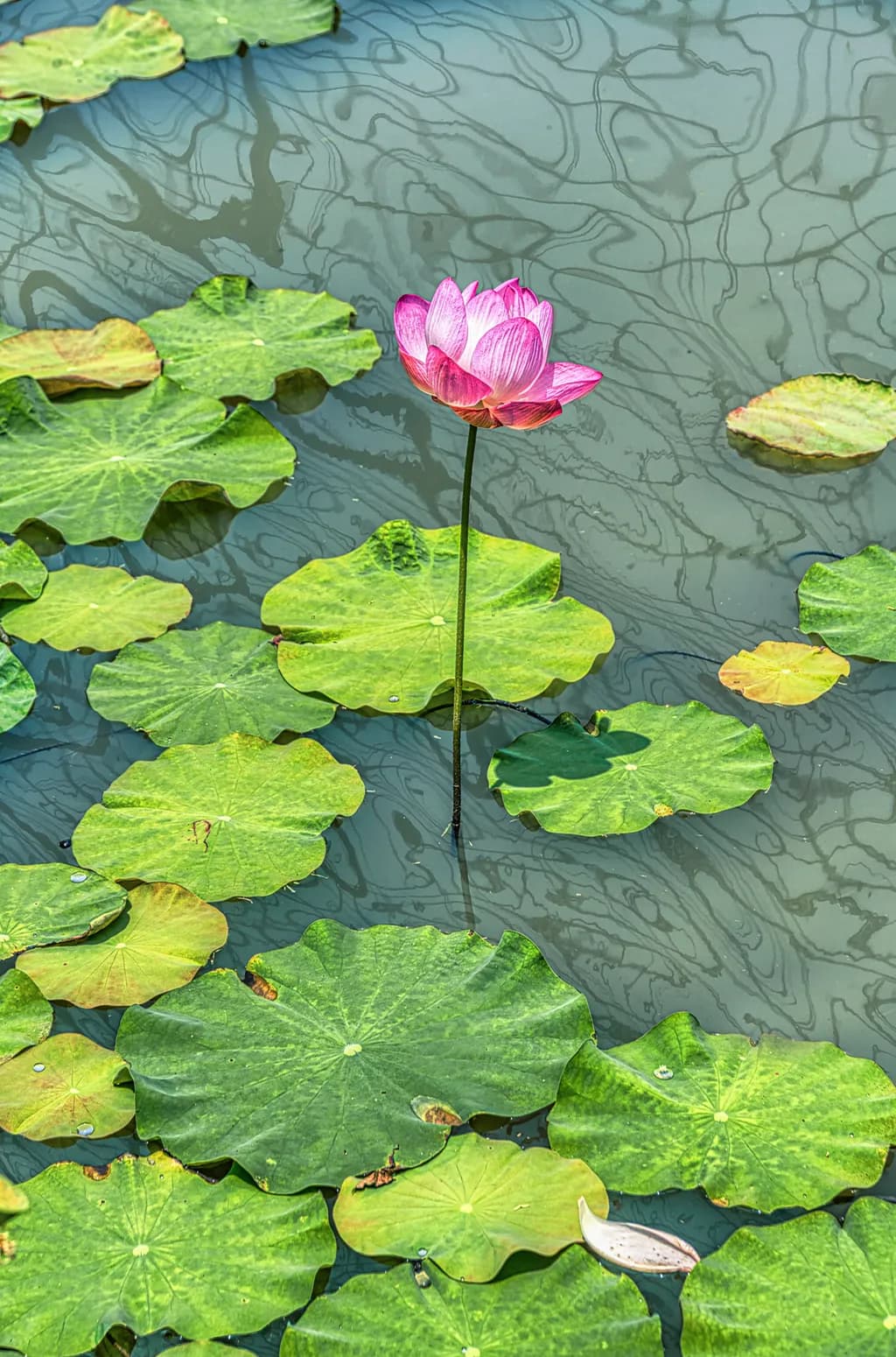 Lotus Rising